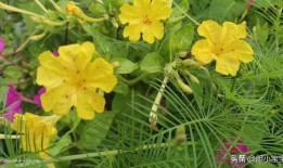 手机夜来香在线观看