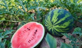 当代吃瓜群众到底能不能免费吃瓜,新时代免费吃瓜的真相揭秘