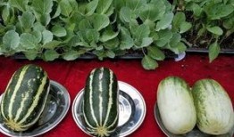 娱乐吃瓜壁纸图片高清,揭秘娱乐圈幕后故事