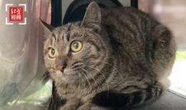 娱乐吃瓜猫咪视频大全免费观看,免费观看吃瓜视频大全