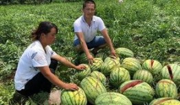 新沂网红吃瓜事件,揭秘网络舆论背后的真相与争议