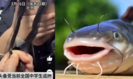 韩国鲶鱼爆料视频播放大全,揭秘娱乐圈惊人内幕
