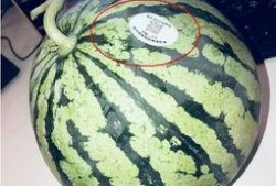 游泳网红吃瓜,幕后真相曝光