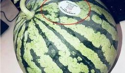 游泳网红吃瓜,幕后真相曝光