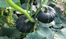 吃网红的新瓜是什么意思,吃瓜群众的热议焦点