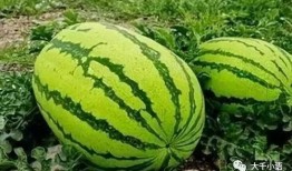 ucsd免费吃瓜,免费吃瓜活动来袭！