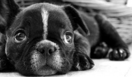 狗子黑料爆料视频大全集,视频大全集深度剖析