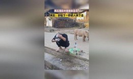 网友爆料猪中茅台视频,猪中茅台，揭秘神秘“猪茅”背后的真相