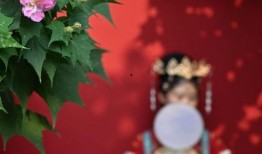 红墙在线观看,揭秘历史风云，重温红色记忆