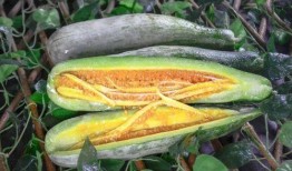 新沂网红吃瓜事件,揭秘网络舆论背后的真相与争议