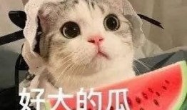 网红秃崽吃瓜视频观看,揭秘网红圈幕后故事