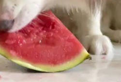 狗狗可以吃网红瓜吗视频,萌宠美食大揭秘