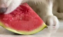 狗狗可以吃网红瓜吗视频,萌宠美食大揭秘