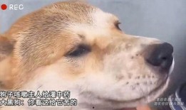 狗子黑料爆料视频大全集,视频大全集深度剖析